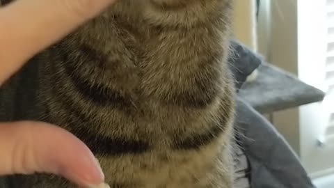 Purring kitty will do anything for egg bites!