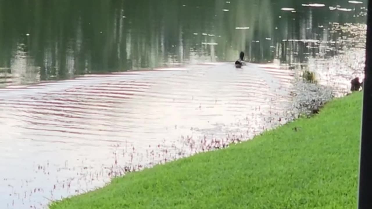 Texas Duck in a Pond