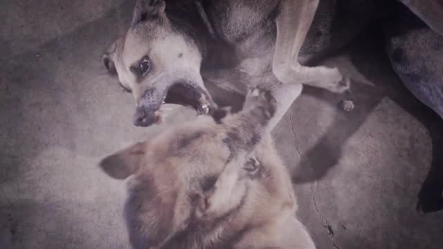 couple of dogs fighting aggressive on the floor slow motion