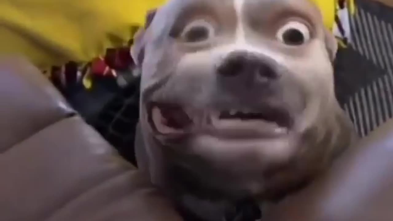 Most funny animal compilations 2024