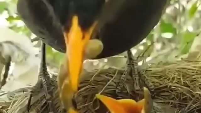 Black bird feeding their babies