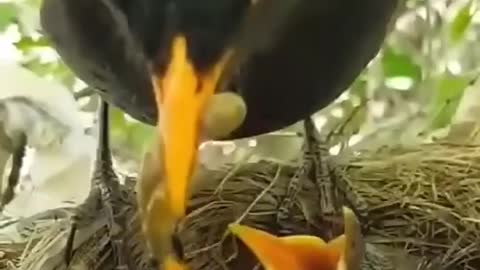 Black bird feeding their babies