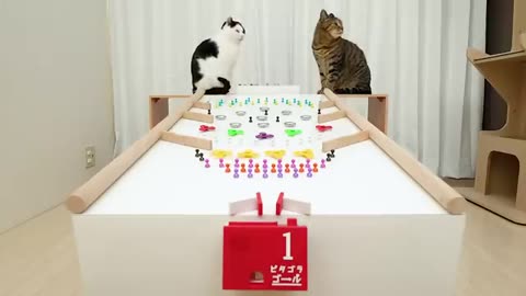 Cats and Marble Run #kittens #cats #love #animals #viral #usa #uk #canada