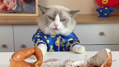 CAt make recipe on videos look funny moments