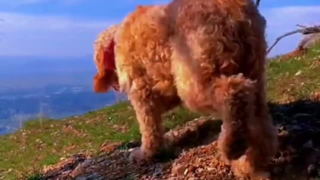 Check out the many displays of adorable pets.(2)