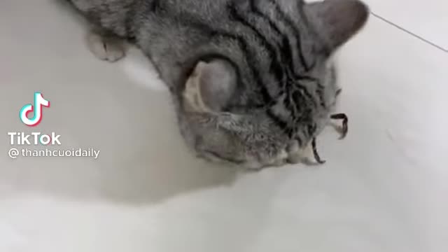 The cat was bitten by the crab