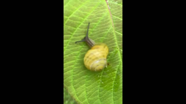 Snail Cruising Along On A Leaf!!!!!