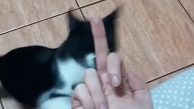 Don show fingre to cat