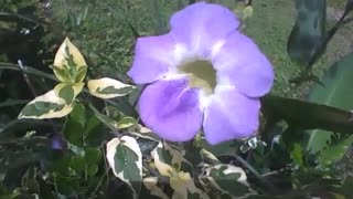 Beautiful lilac variegata barleria flower, look at the designs! [Nature & Animals]