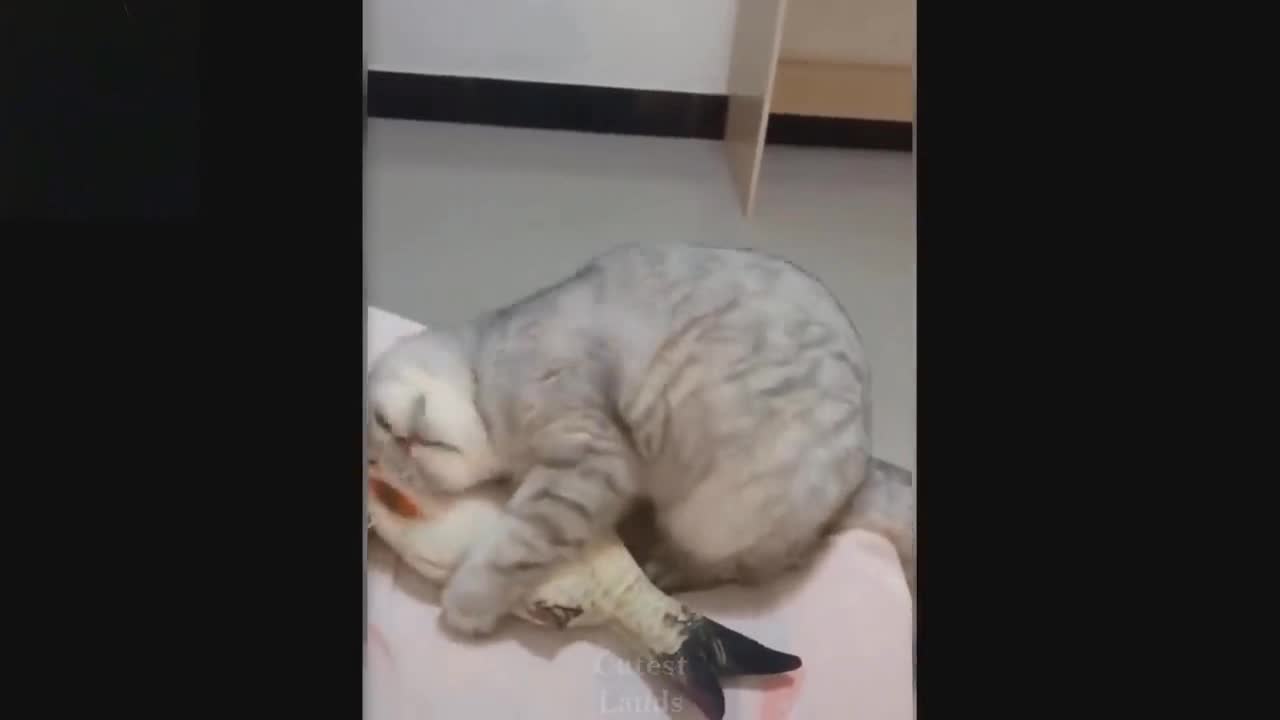 A cat happy with his fish