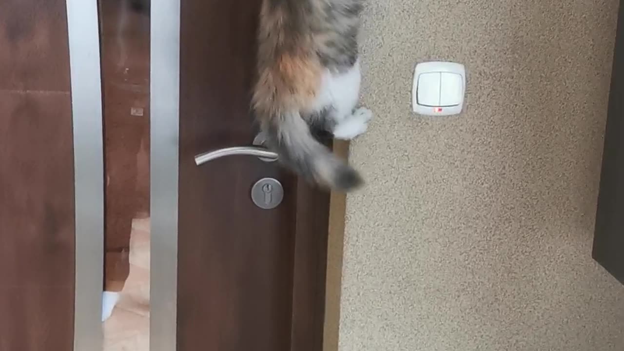 Funny Cat