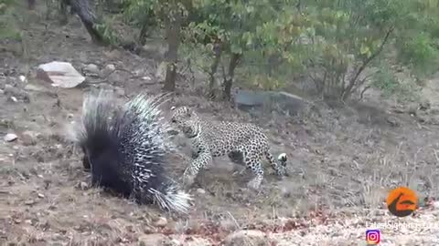 Silly leopard taking on porcupine at high spee.