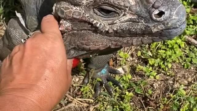 Rosco the Rhino Iguana