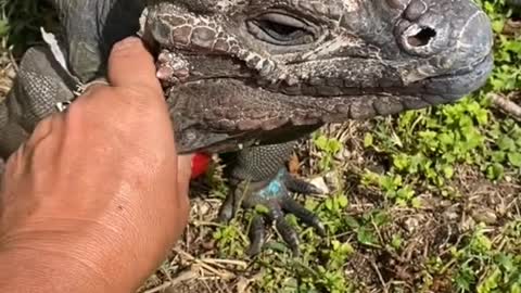 Rosco the Rhino Iguana