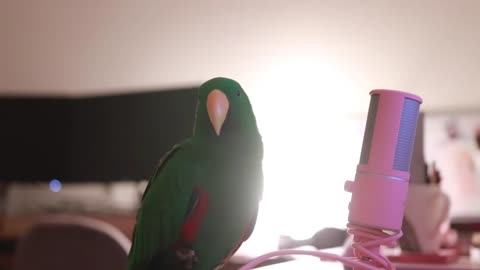 Parrot Whispers