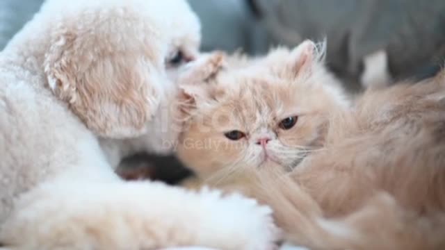 A poodle licking on a cat on bed making friends while the cat ignoring the irritating puppy