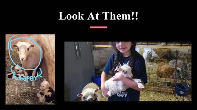 Compare The Pair