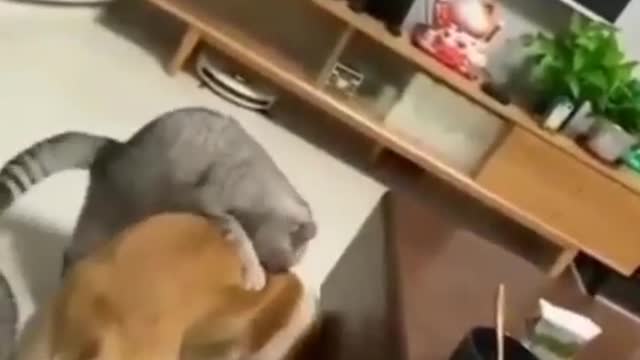Funny cat clips😹😹😹😹