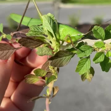 Close up of a Leaf Katydid