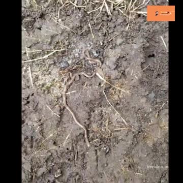 Giant worm Wonders of the Monsoon