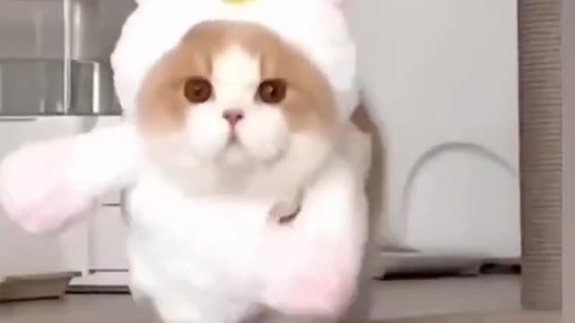 CUTE CAT YOU CAN MUST WATCH THE VIDEO🐱🐱