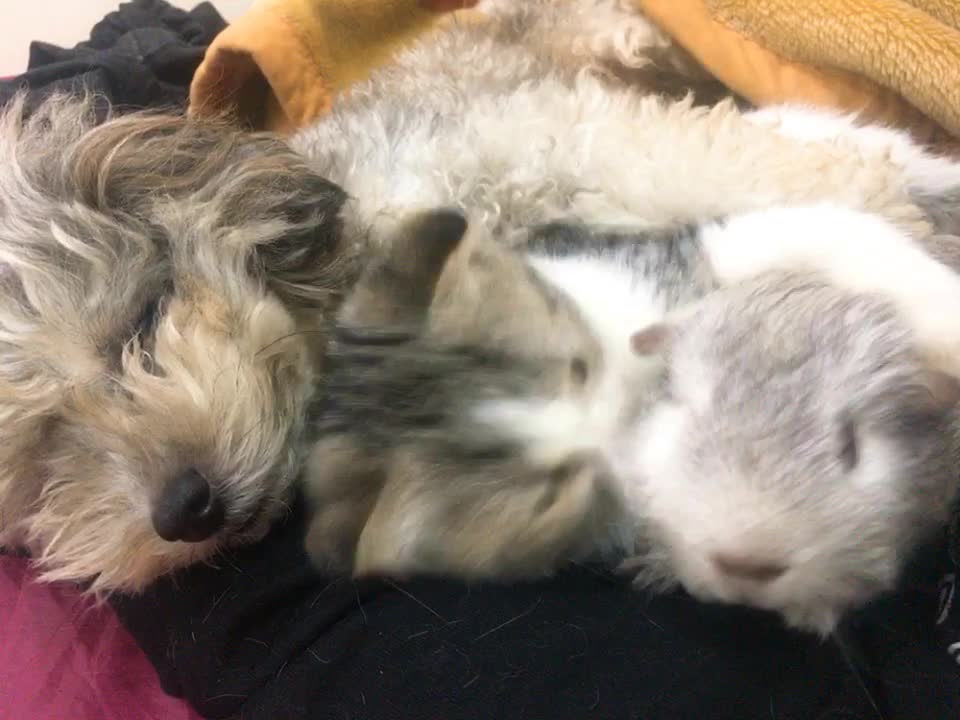 Poodle, Cat and Gerbil Nap Together