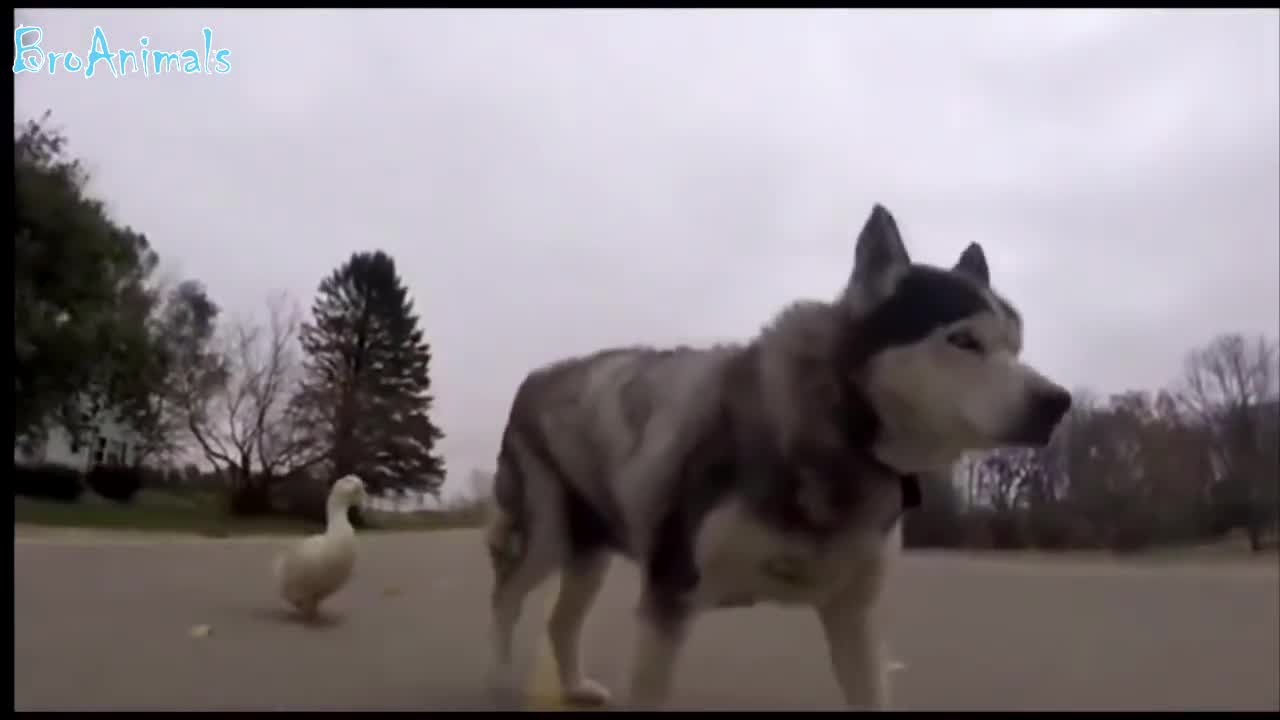 FUNNY BIRDS COMPILATION