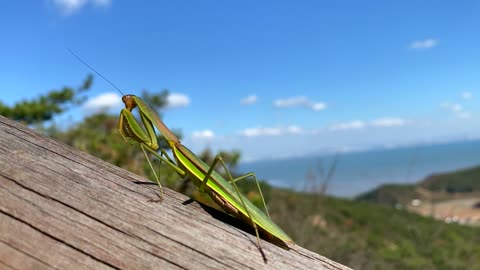 Mantis in attack pose