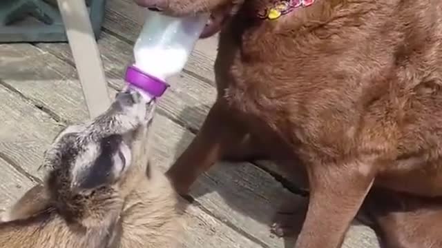 FUNNY DOG FEEDING GOAT