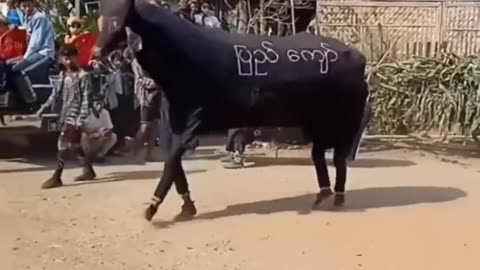 Funny Indian style lion dance elephant dance