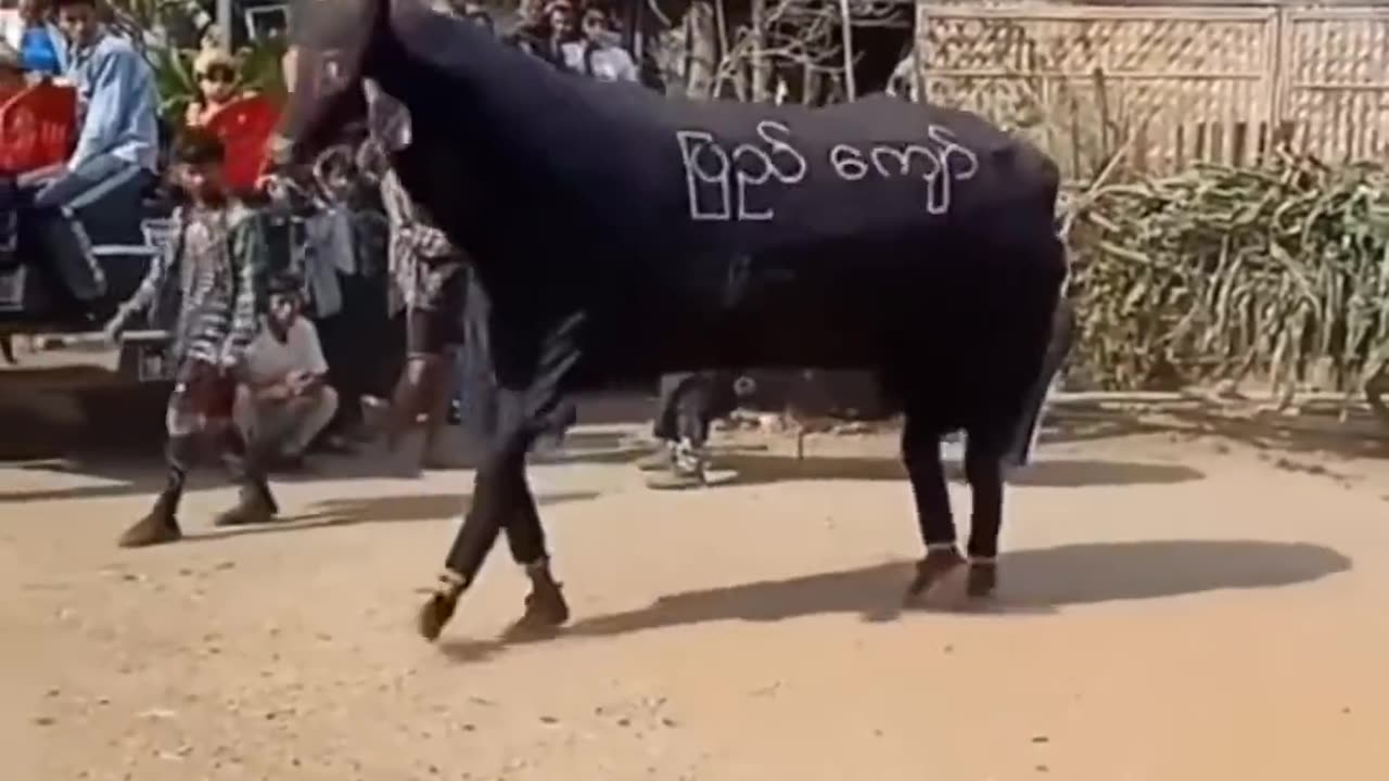 Funny Indian style lion dance elephant dance