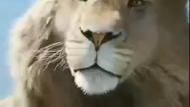 Cat funny video cat's meow meow meow ๐บ๐บ๐บ tiger Woods