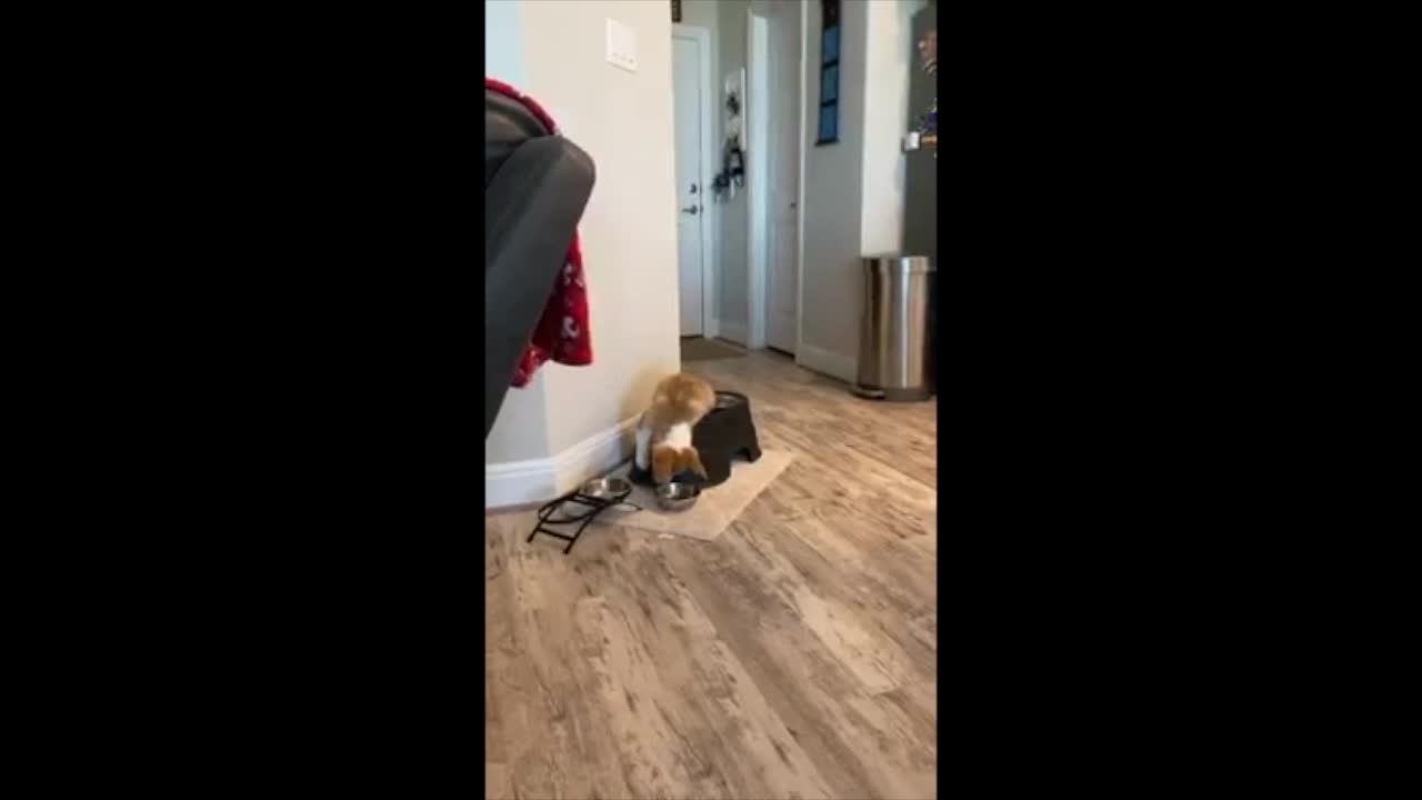 Corgi Puppy has a bad day at the feeding bowl.