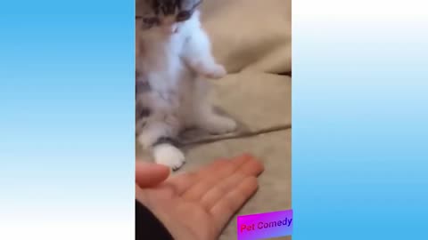 Watch Now Funny And Fun Cats, Compiled From Pet Videos!