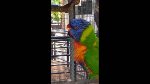 Parrot Love Kiss Moment