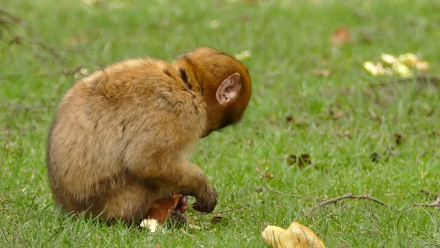 Cute monkey Eating Food Alone