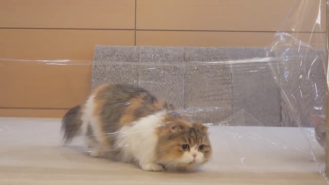 Cats vs Invisible Wall | cute cats