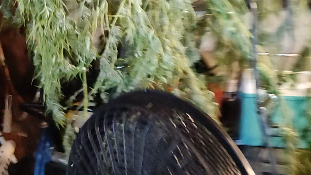 The Hulk Berry