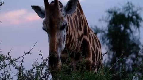 Giraffe | Nature of the World