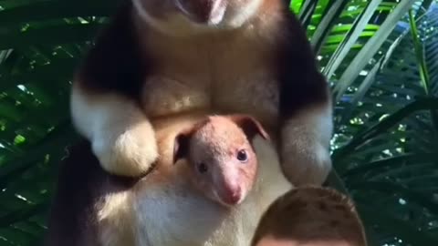 RAREST THINGS IN THE WORLD
