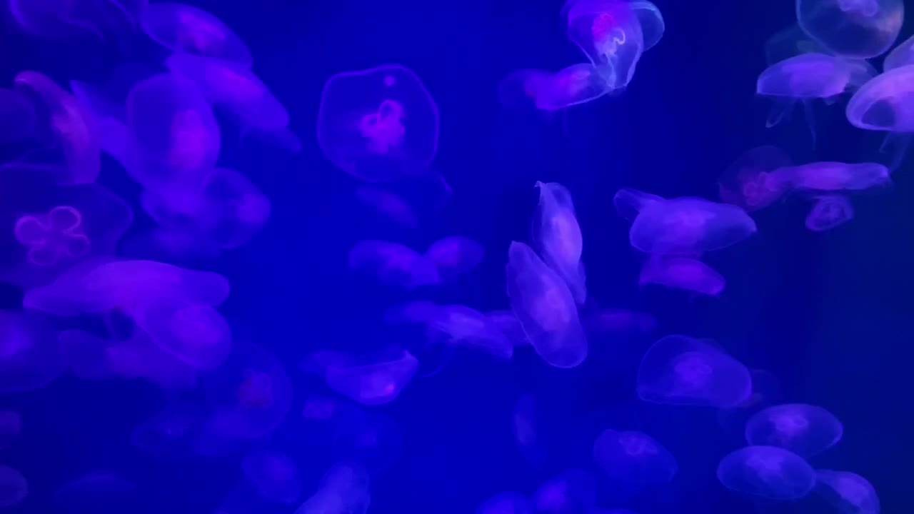 beautiful jellyfish in a UV aquarium