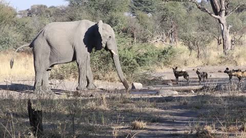 Mummy Elephant Push Away Wild Dogs