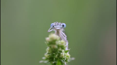 #Dragonfly #Dragonfly video# Animal video#