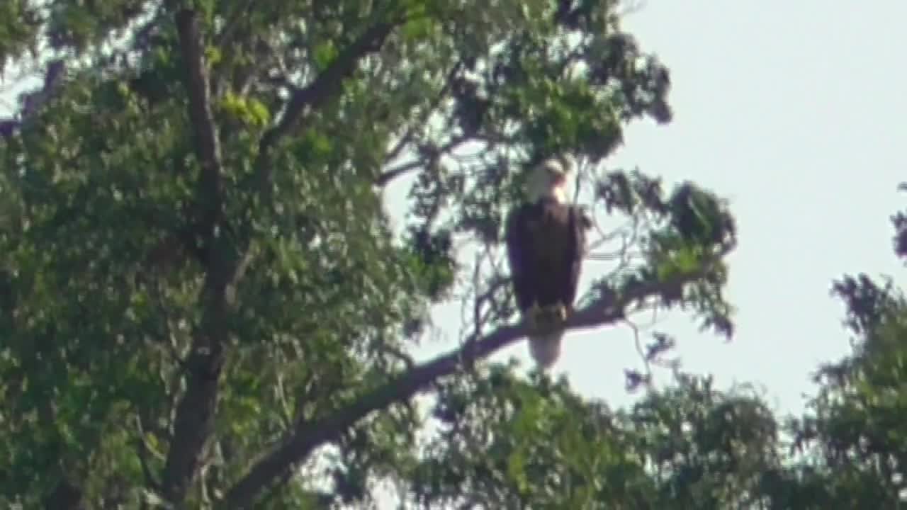 5 Toussaint Wildlife - Oak Harbor Ohio