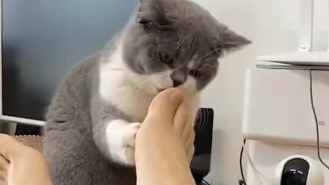 Funny cat suck men foot very funny moments