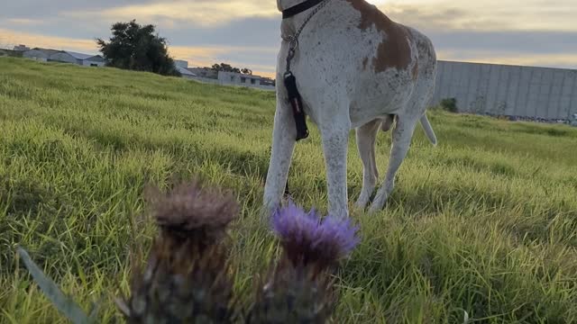 Rommy the field marshal