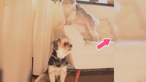 CACHORRINHOS TREINADO Show Live Streaming