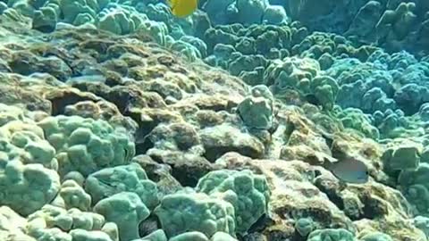 lovemyplanet#underwater#planetearth