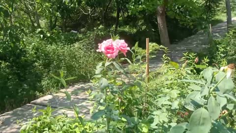 pretty pink flowers