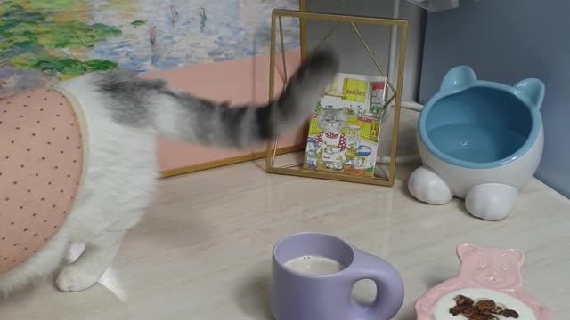 Tea time with the cat.1